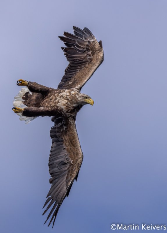 Mull Charter Boat Trips