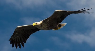 White tailed eagle