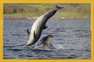 Dolphins cavorting round the boat