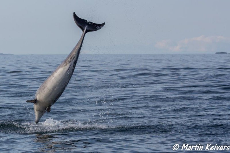 Dolphins cavorting round the boat