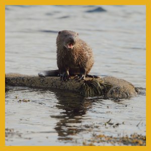 Otter May 2010